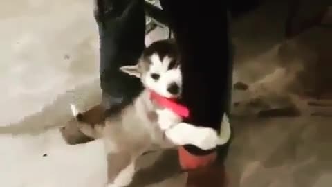 Best Funny Animal Videos 2022 😺 Funny Dog Videos 2022 😁 Funniest Dog Videos 😁😇