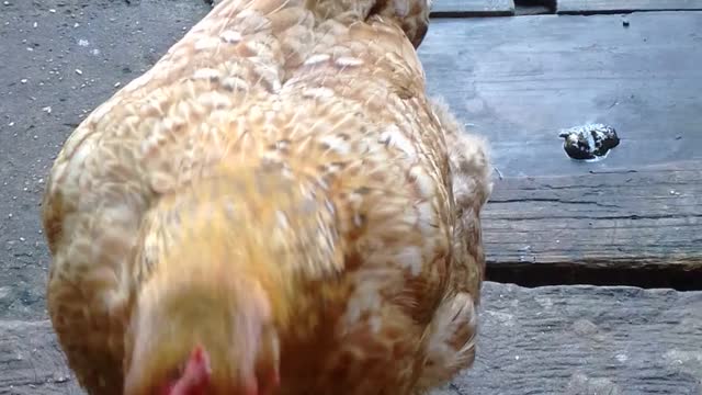 chicken drinking coffee