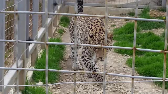 Agresiv Leopard