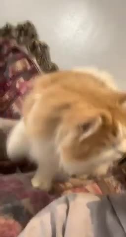 Watch the pets and their beauty 😍 😘