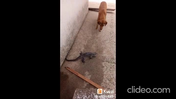 o planeta dos gatos e cachorro completo