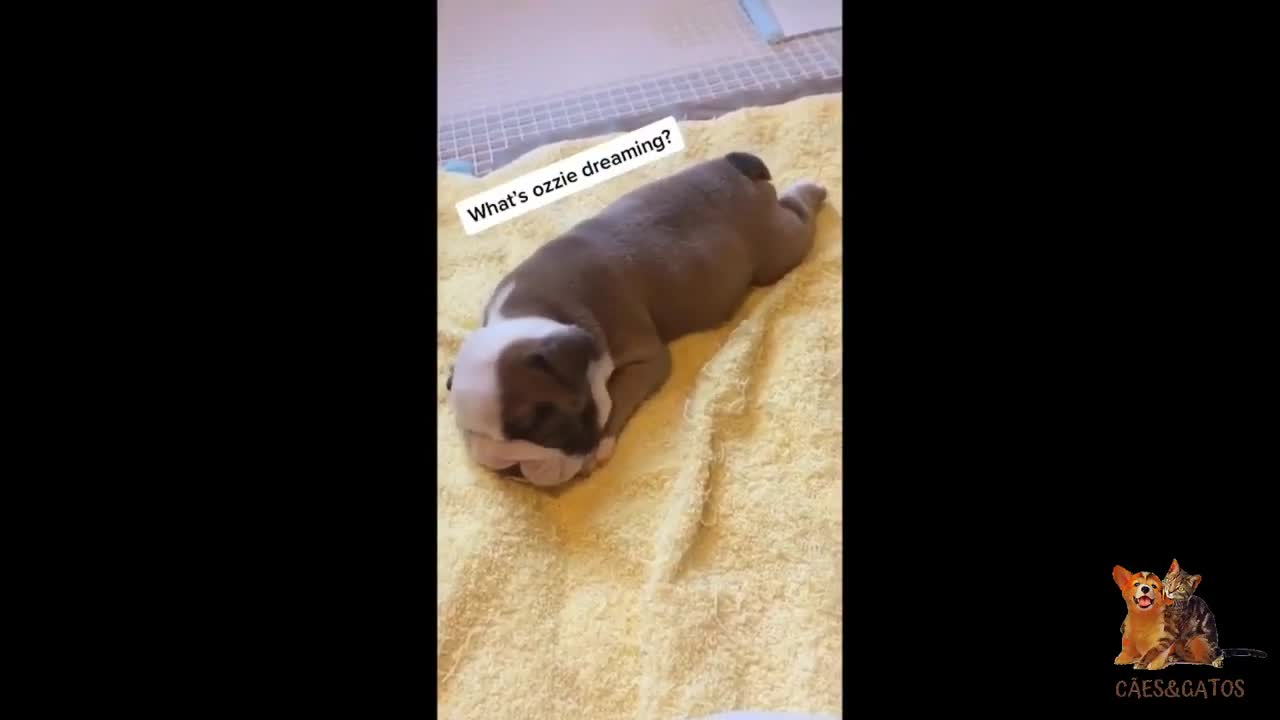 Que lindos cachorritos 😍