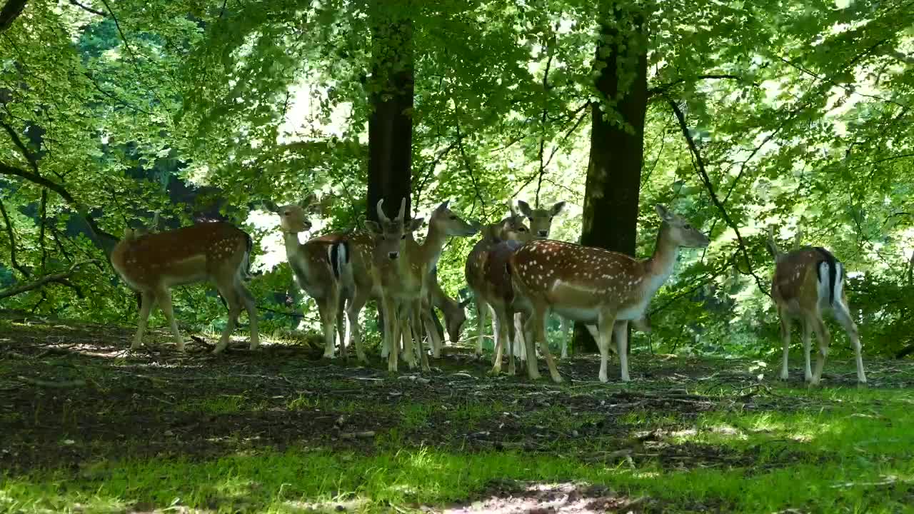 Herd of deer in the forest