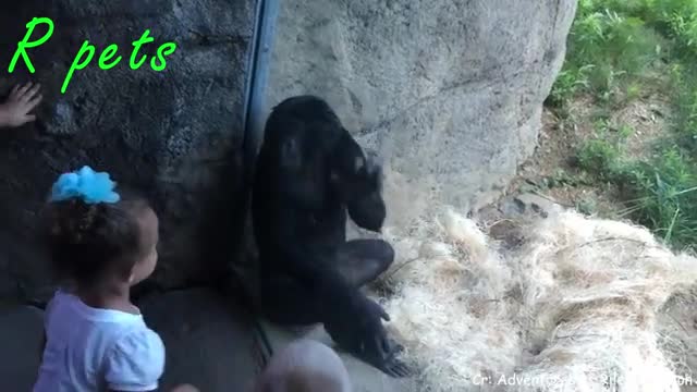 Funny monkeys )))