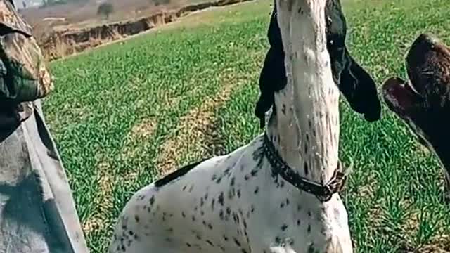Funny and cute puppy video for drinking water