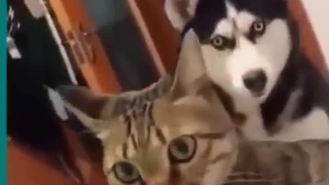 💞😆Cats and dogs fighting very funny😂|| Try not to laugh