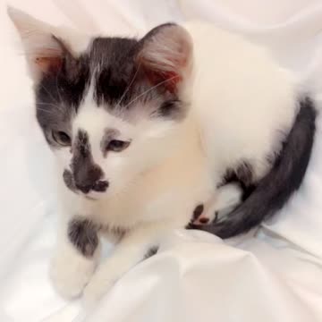 اجمل لحظه في القطة