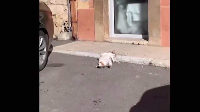 The truth about cute cats will shock you| funny adorable cat| Cute animals