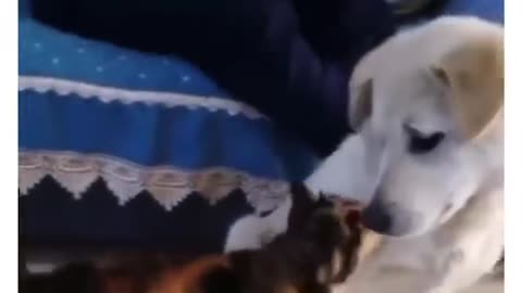 Cat attacks dog and say sorry