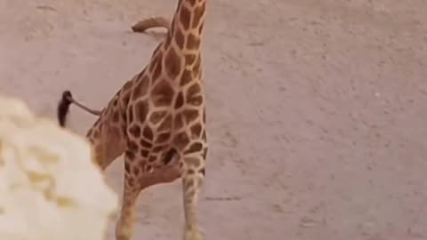 Lion attack giraffe