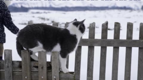 Cute cat cute animation