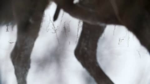 Equestrian sport - hooves of a horse galloping in snowy field