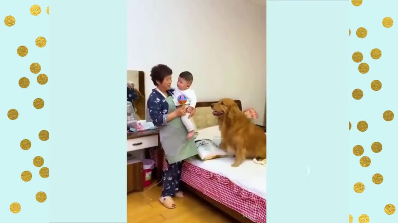 Funny, Cute Dog Compilation