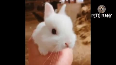 cute and funny animals❤🤍