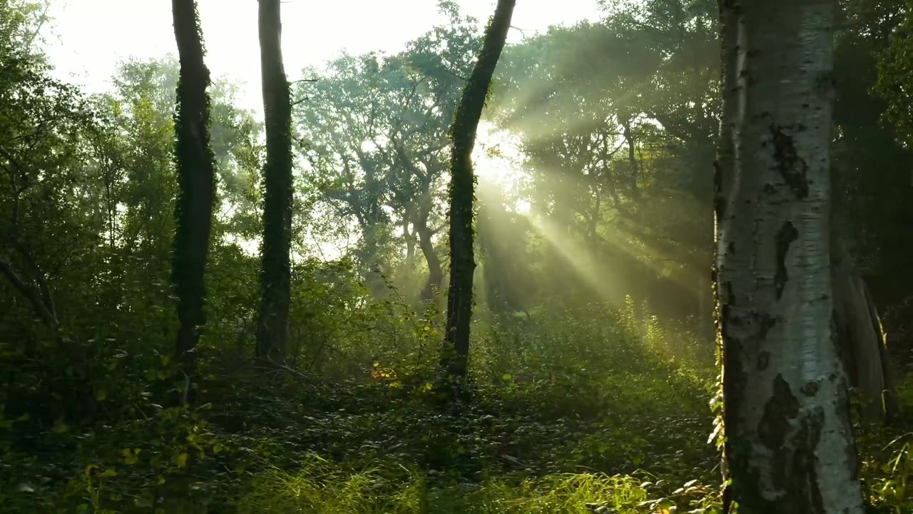 জংগোল