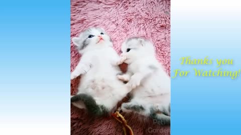 Cute Pets And Funny AnimalsCompilation Pets Garden