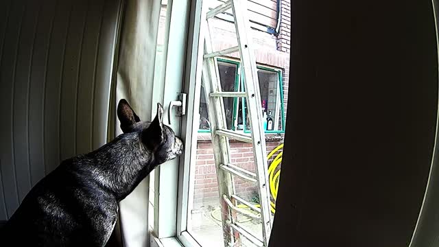 Clever Dog Unlocks Window And Sneaks Out Of The House