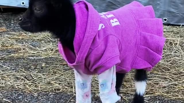 little goat is just a princess...