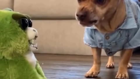 💗Cute And Funny DOGS➤ ➤Try Not To Laugh