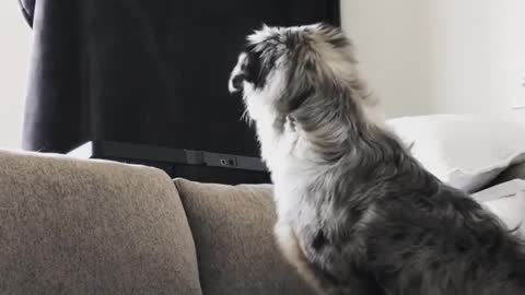 Aussie puppy reacts to disappearing magic trick