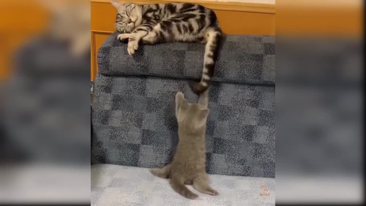 Baby Cats - Cute and Funny Cat