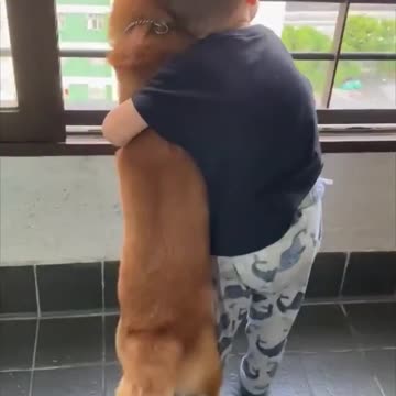 Doge & Kid watch traffic together