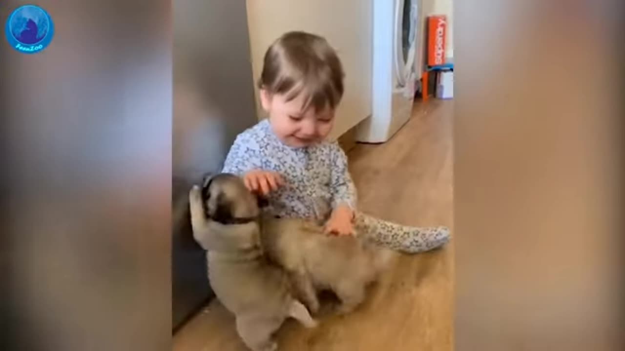 Funny animals videos 😂