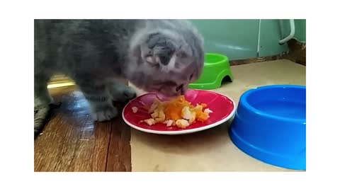 The kitten eats a boiled egg for the first time