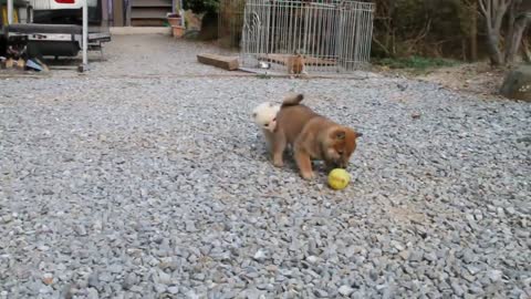 Funny Dog and Cat