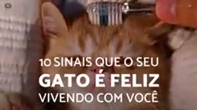 10 sinais que o SEU GATO TE ADORA!