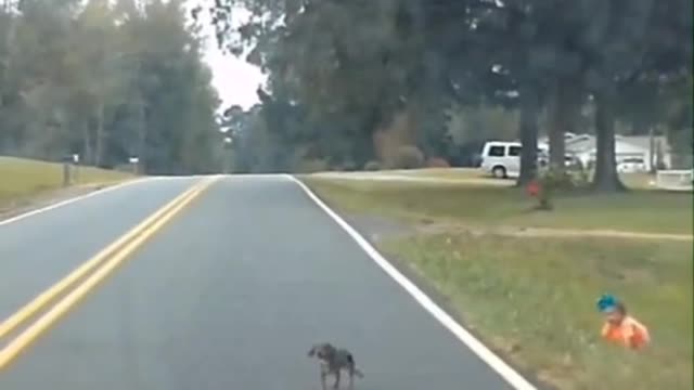 Tiny dog saves little baby