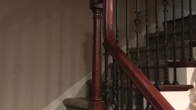 German Shepherd Bedtime
