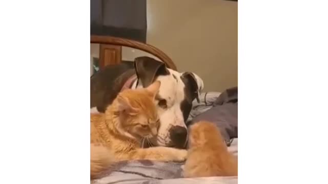 Sweet Kitten - TIKTOK #4