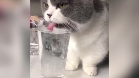 cat teaching you how to drink water