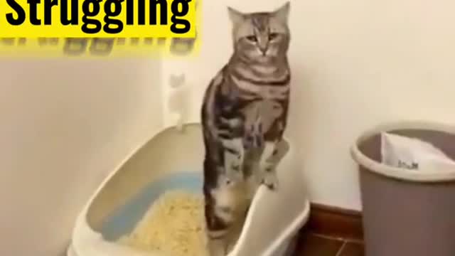 Funniest Cats - Best Of The 2022 |Funny Animal Video