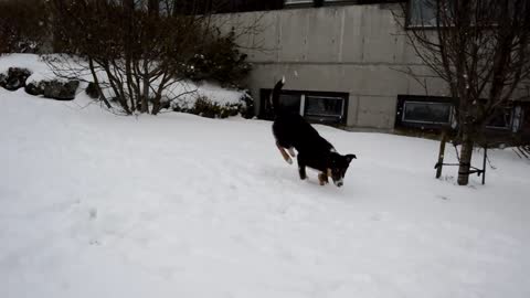 Dog playing in the snow ✿; ➳