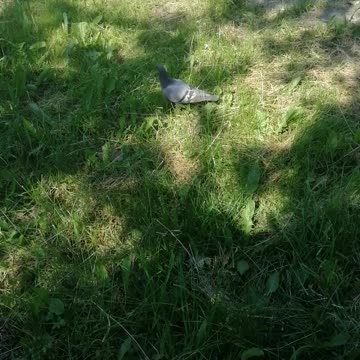 The pigeon walks and enjoys.