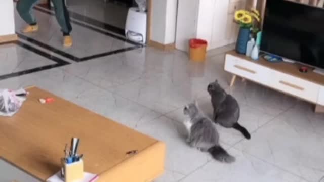 Funny cats playing