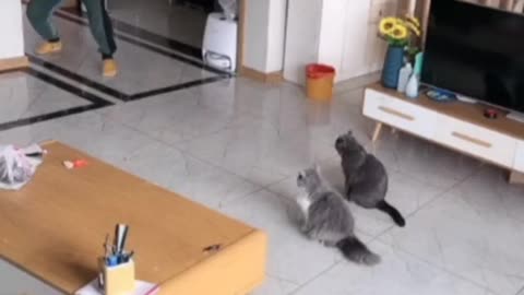 Funny cats playing