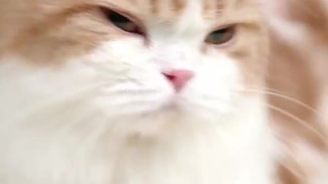 It's very Sweet cat short video