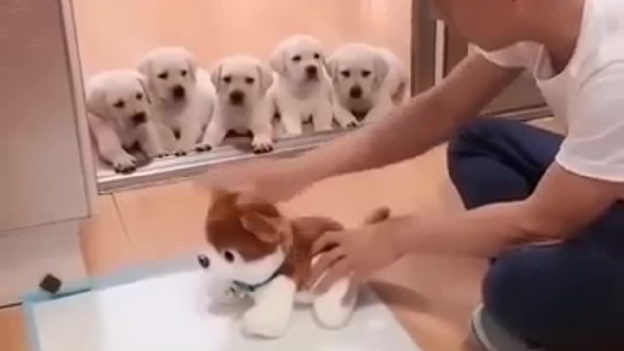 cute puppies are cooled by the owner when the work is serious 🐕 🐩😂🤣🤣🤣💖💖✔👀