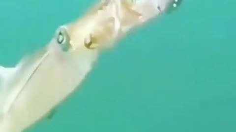 This is a beautiful and charming water-dwelling species