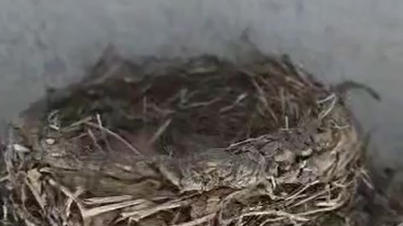 Daughter's house has baby robins!!!