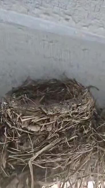 Daughter's house has baby robins!!!