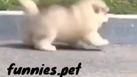 Funny, Cute, Small & Ignorant Malamute can't jump over