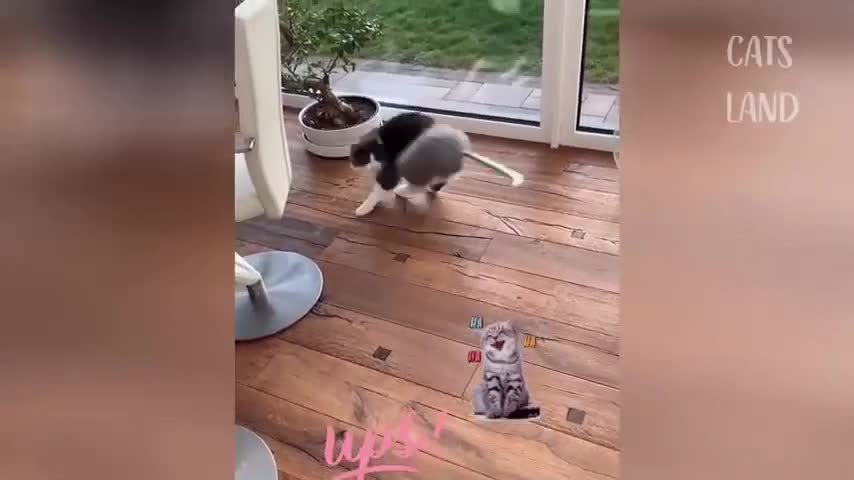 funny cat and snake video