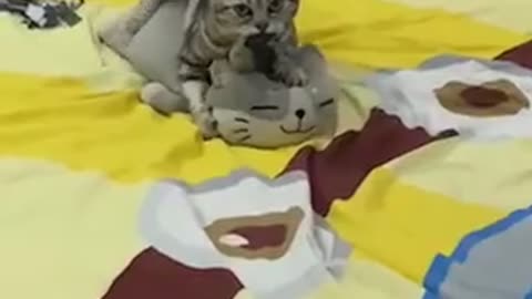 Cat Being a Little Too Friendly with Pillow Cat