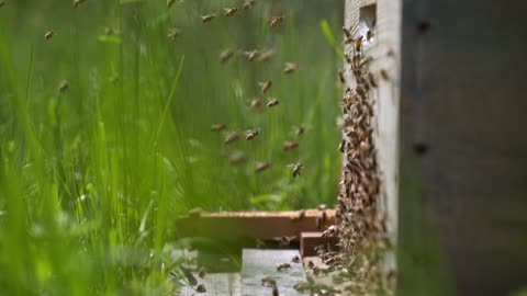 monde des abeilles