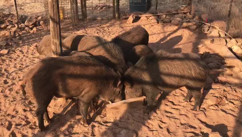 Wild South African Boar , coming from the Bush to feed