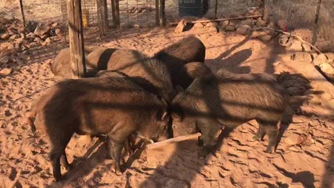 Wild South African Boar , coming from the Bush to feed